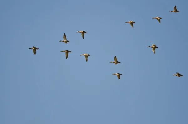 Amerikan Wigeons bir mavi gökyüzünde uçan sürüsü — Stok fotoğraf