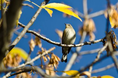 Bir sonbahar ağaca tünemiş sarı sağrılı ötleğen
