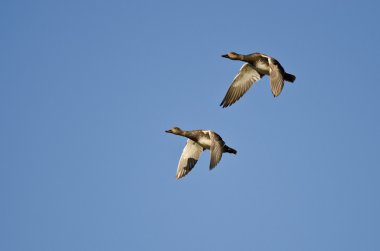 Amerikan Wigeons bir mavi gökyüzünde uçan çifti