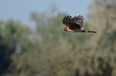 Blauwe kiekendief jacht op de vleugel