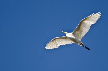 Büyük Akbalıkçıl Mavi Gökte Uçuyor