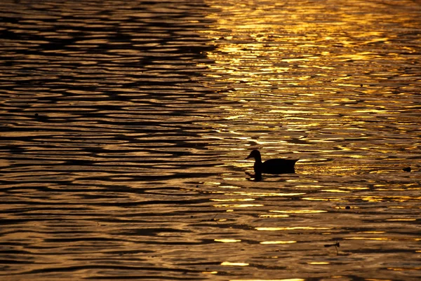 Одинокий утенок плывет по Золотому пруду на закате — стоковое фото