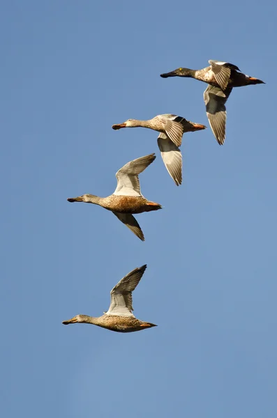 Flock of Northern Shovelers Flying in a Blue Sky — Stock Photo, Image