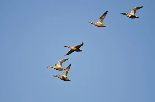 Flock av norra skedänderna flyger i en blå himmel — Stock fotografie