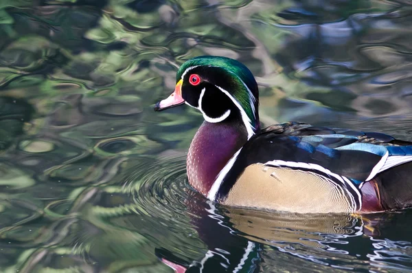 Pato de madera macho nadando en un estanque —  Fotos de Stock