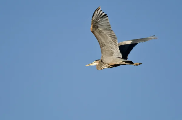 Grote blauwe reiger vliegend in een blauwe lucht — Stockfoto