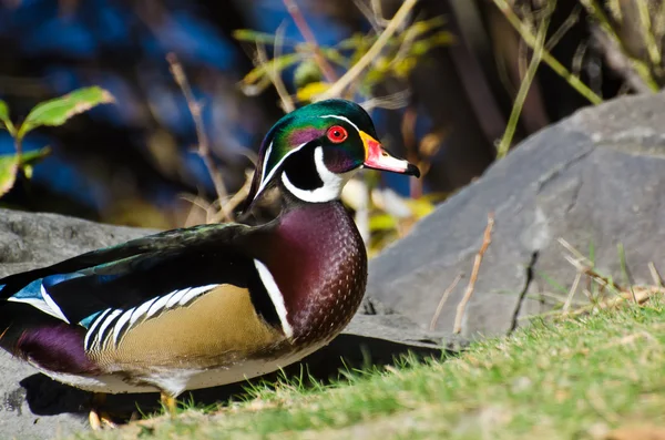 Pato de madera macho —  Fotos de Stock