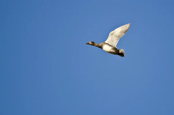 Одинокий американский виджен, летящий в голубом небе — стоковое фото