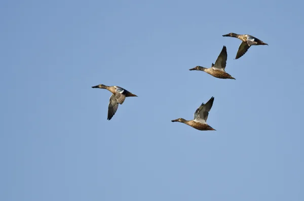 Four Northern Shovelers Flying in a Blue Sky — Stock Photo, Image