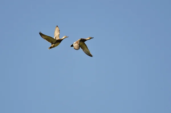 一对湛蓝的天空中飞行的美国 Wigeons — 图库照片