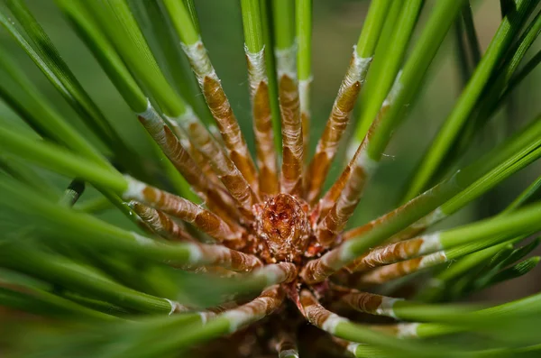 Die abstrakte Natur - Kiefernnadeln — Stockfoto