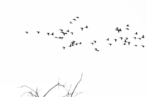 Flock of Ducks Silhouetted Against a White Background — Stock Photo, Image