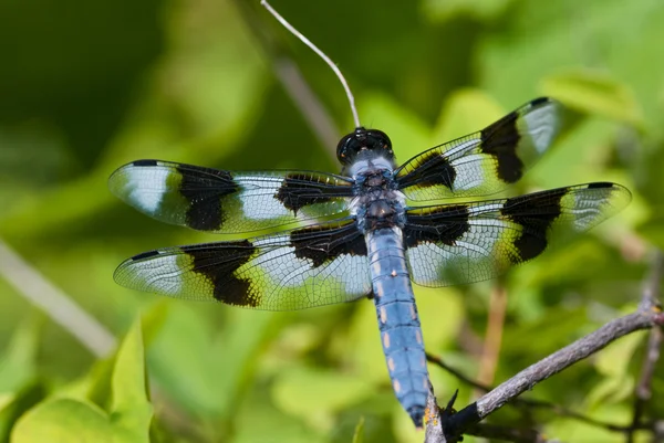 Dragonfly uppe på slutet av twig — Stockfoto