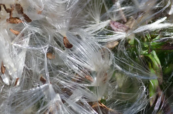 Nature Abstract - Intertwined White Milkweed Fibers — Stock Photo, Image