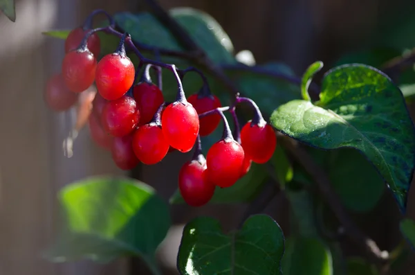 Gantungan Berries Merah Plump Di Antara Dedaunan Hijau — Stok Foto