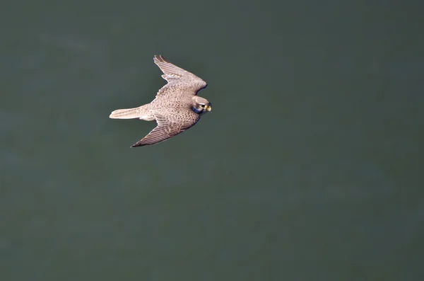Prairie falcon in vlucht van boven gezien — Stockfoto
