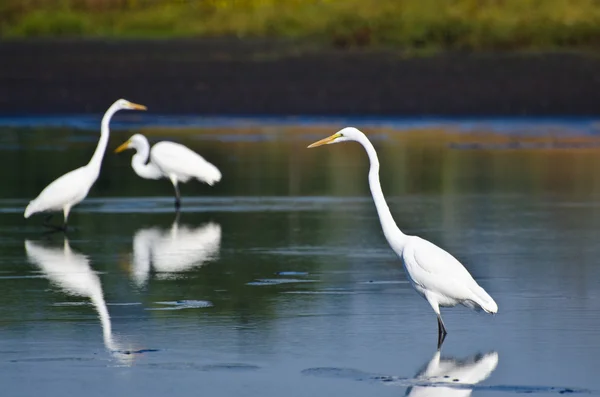 Τρεις μεγάλες Egrets κυνήγι για τα ψάρια — Φωτογραφία Αρχείου