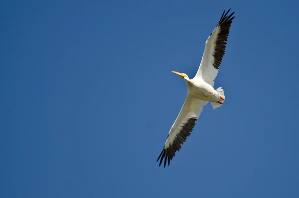 American White Pelican Volare in un cielo blu — Foto Stock