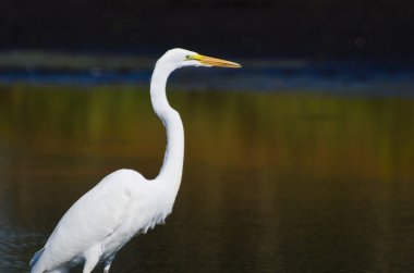 Büyük ak balıkçıl avcılık balık için Güz