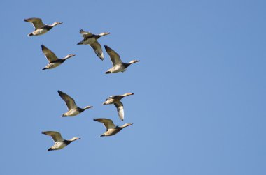 Amerikan Wigeons bir mavi gökyüzünde uçan sürüsü