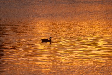 Gün batımında Altın Göl boyunca yalnız ördek Yüzme