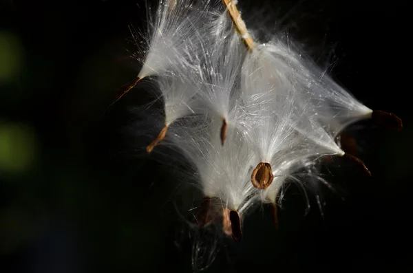 Pod van Kroontjeskruid zaden in de ochtendzon — Stockfoto