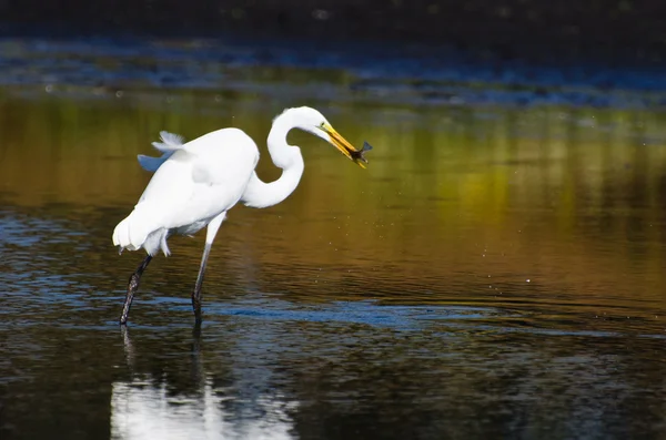 Grande Egret com peixes capturados no outono — Fotografia de Stock