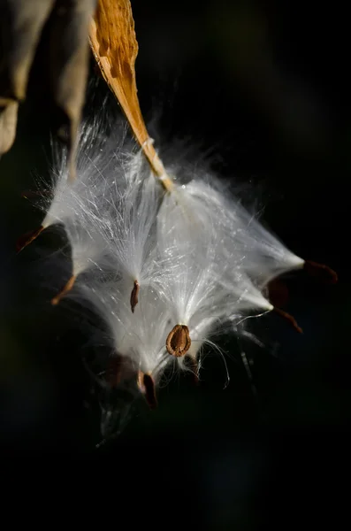 Baccello di semi di Milkweed alla luce del sole del mattino — Foto Stock