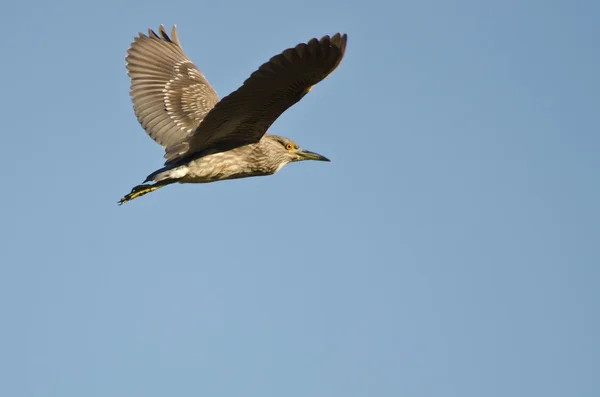 Imaturo preto-coroado noite garça voando em um céu azul — Fotografia de Stock