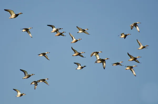 Assortment of Ducks Flying in a Blue Sky — Stock Photo, Image