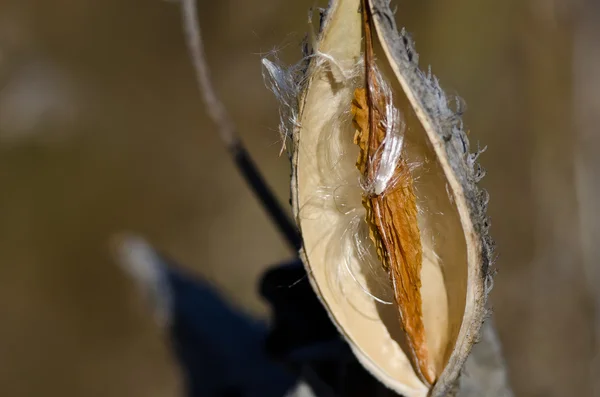 Nearly Empty Milkweed Pod — Stock Photo, Image