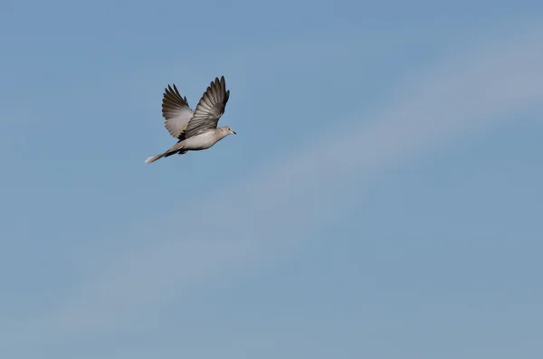 Eurasiático colarinho-pomba voando em um céu azul — Fotografia de Stock