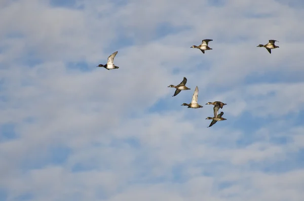 Rebanho de patos de pescoço anelado voando em um céu nublado — Fotografia de Stock