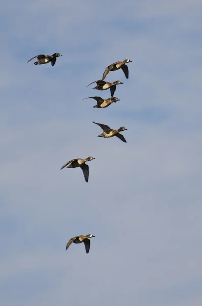 Kudde van Ring - Necked eenden vliegen in een bewolkte hemel — Stockfoto