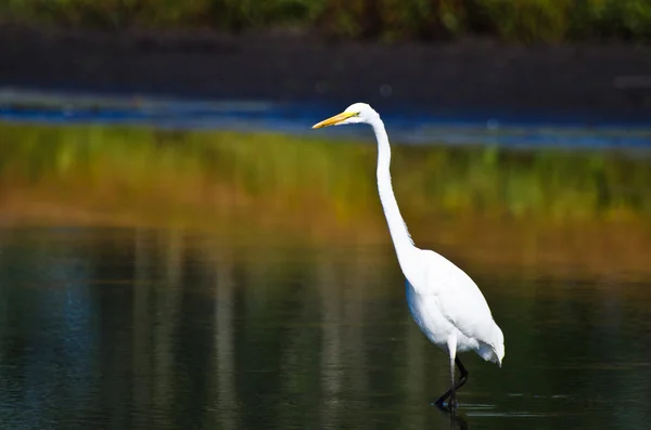 Great Egret Hunting for Fish in Autumn — Stock Photo, Image