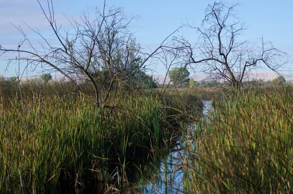 İki Snags su bataklık üzerinde nöbet