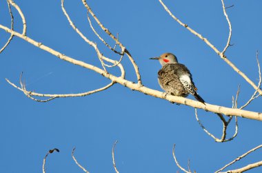 Kuzey titreme ağaca tünemiş