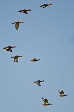 Amerikan Wigeons bir mavi gökyüzünde uçan sürüsü