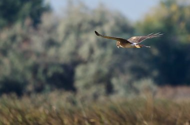 Blauwe kiekendief jacht op de vleugel