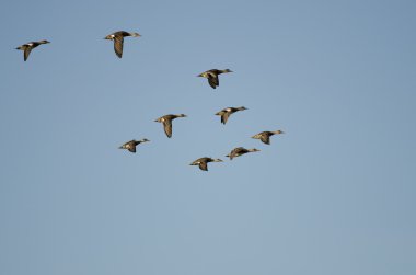 Amerikan Wigeons bir mavi gökyüzünde uçan sürüsü