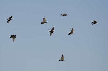 Mavi gökyüzünde uçan sığırcık sürüsü