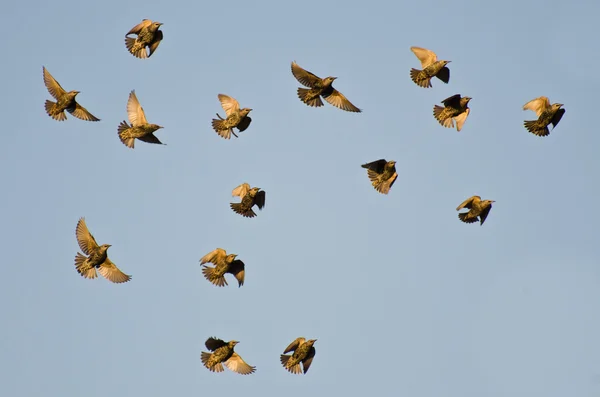 Stormo di storni che volano in un cielo blu — Foto Stock