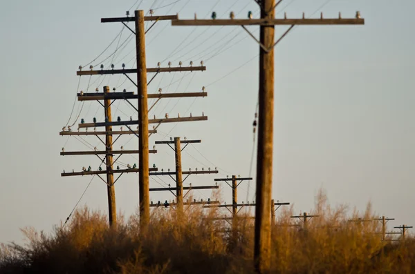 Çölde Duran Kamu Hizmetleri Kutupları