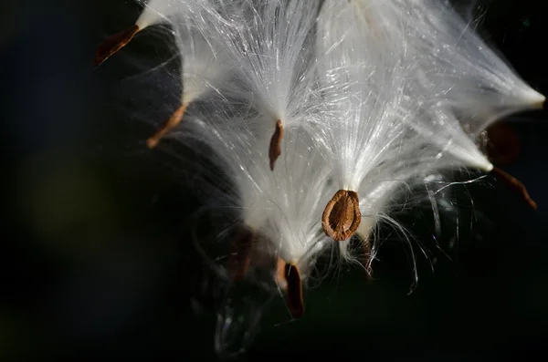 Bacalhau de Milkweed Sementes na luz do sol da manhã — Fotografia de Stock