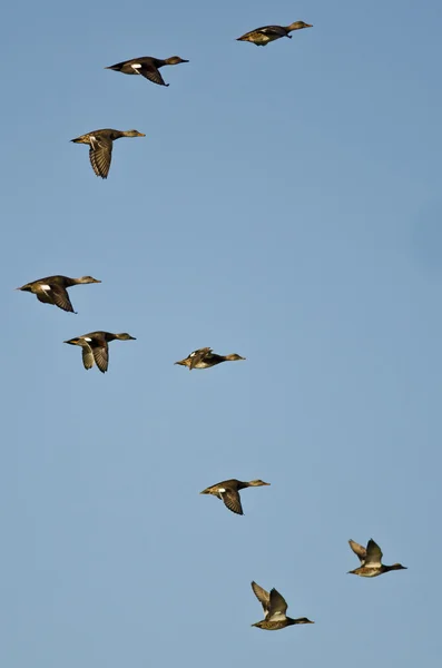 Flock of American Wigeons Flying in a Blue Sky — Stock Photo, Image