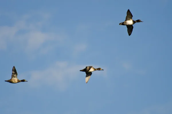 群环-颈鸭在多云的天空中飞翔 — 图库照片