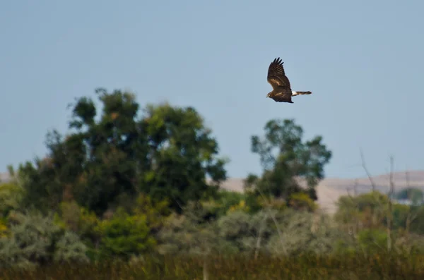 Northern Harrier Hunting on the Wing — Stock Photo, Image