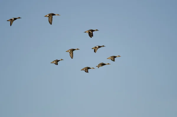 Flock av amerikanska bläsänderna flyger i en blå himmel — Stockfoto