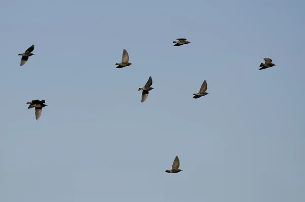 Bandada de estorninos volando en un cielo azul — Foto de Stock