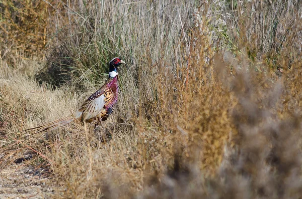 Ring-Necked Pheasant Hiding in the Marsh — Stock Photo, Image